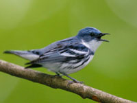 Пение птиц подчиняется 