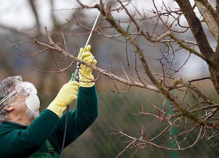 Обработка деревьев в саду