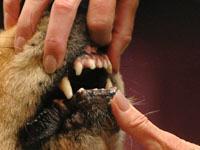 Дворовой пес насмерть загрыз дочку хозяйки. 267656.jpeg