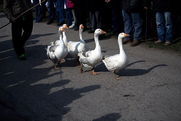 Гуси научат самообороне: международные птичьи бои в Сербии. Гусиные бои