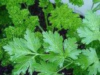 Глава ФСКН разрешил россиянам есть петрушку. 239668.jpeg