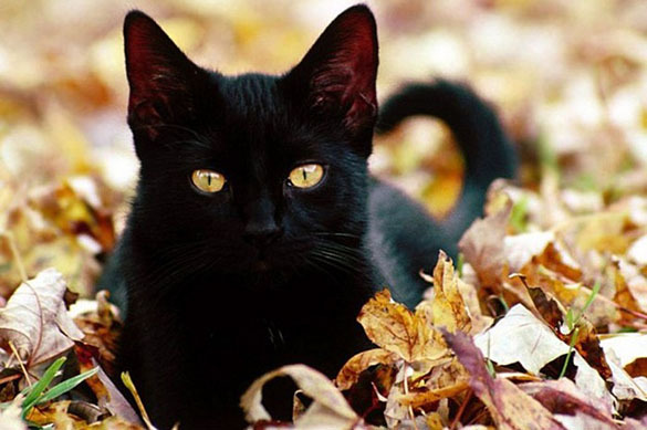 Ученые: человечество никогда не сможет 