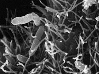 Внутренние часы каракатиц запускают бактерии!. 282677.jpeg