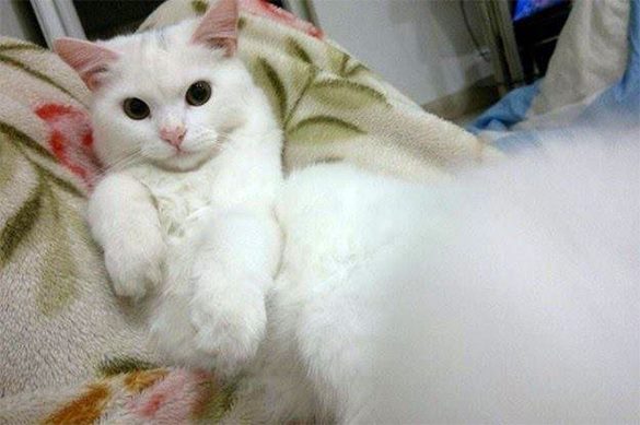 Кот нашел хозяев из Ирака в Норвегии