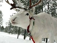 персонаж с красным носом. Смотреть фото персонаж с красным носом. Смотреть картинку персонаж с красным носом. Картинка про персонаж с красным носом. Фото персонаж с красным носом