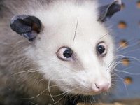 opossum