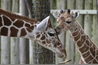 Что скрывают убийцы жирафа Мариуса. 288778.jpeg