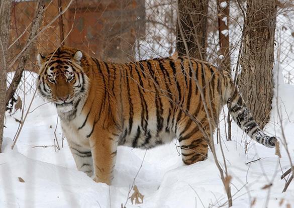 Вьетнамцы торговали в Люблино мясом тигров и людей. 319779.jpeg