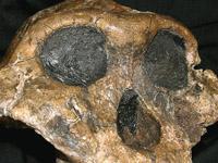 Подростки собрали мозаику из человеческих костей. 238788.jpeg