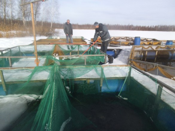 В Ярославской области разводят сиговых рыб