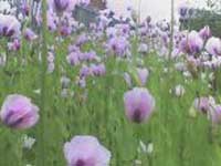 Опийный мак сильнее военной доктрины США