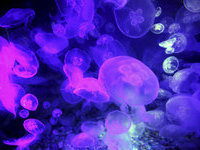 Тайна бессмертия заключается в медузах?. 275866.jpeg