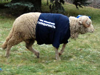 На съезд «Солидарности» приехало стадо баранов