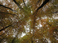 Криминал: женщина убила соперницу и закопала в лесу. 249885.jpeg