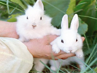 В Латвии появился 