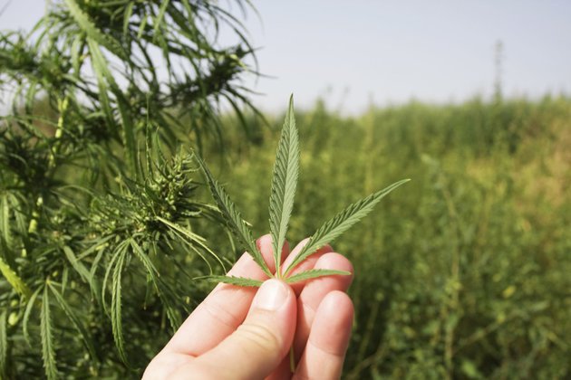 Барак Обама даст США &quot;раскуриться&quot;. 309888.jpeg