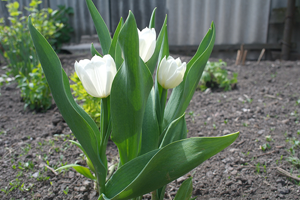 Россия запретит цветы из Голландии