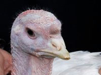 индюшка. 249933.jpeg