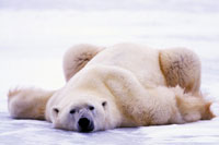 Самцы на грани вырождения