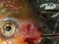 пиранья. 238949.jpeg