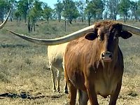 рога. 254979.jpeg