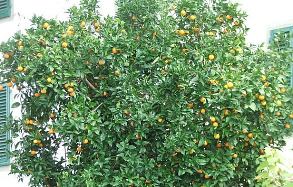 Апельсины можно выращивать и на Ставрополье - эксперт. апельсины