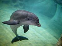 Руководство океанариума поняли превратно. 257988.jpeg