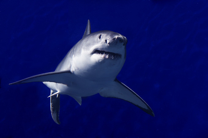 Царство Нептуна