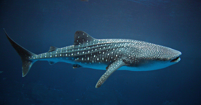 Царство Нептуна