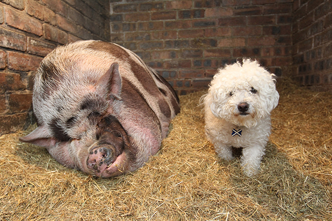 Феномен поросенка Дадли