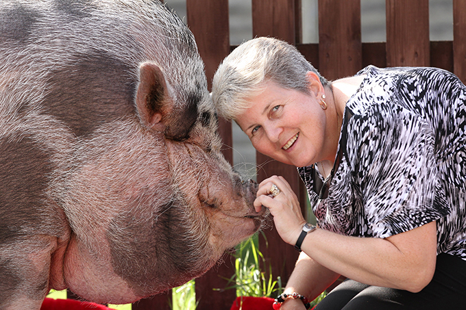 Феномен поросенка Дадли