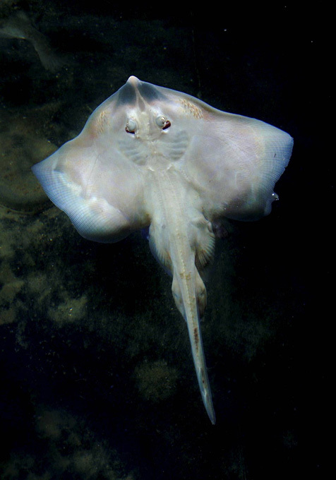 Царство Нептуна