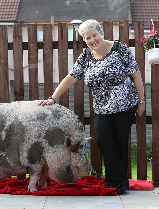 Феномен поросенка Дадли