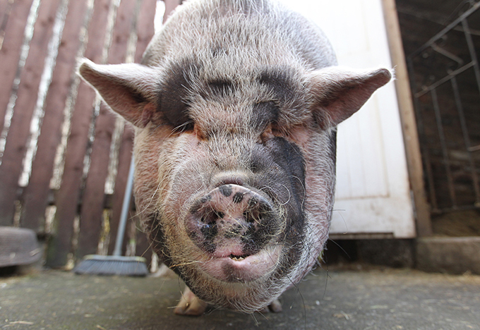 Феномен поросенка Дадли