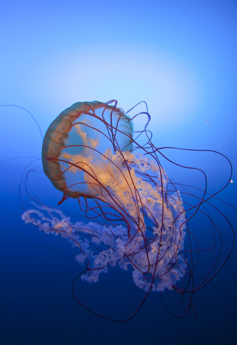 Царство Нептуна