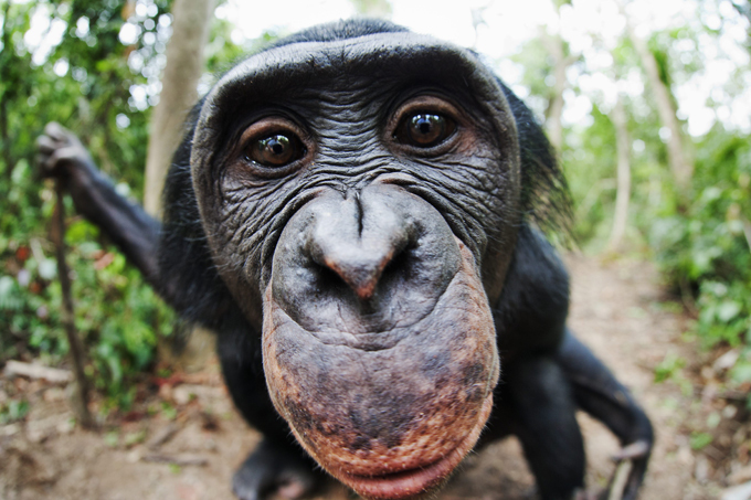Обезьяний приют в Конго