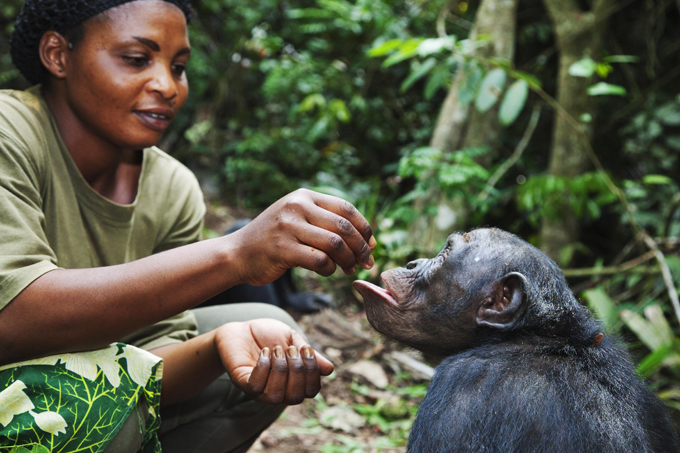 Обезьяний приют в Конго