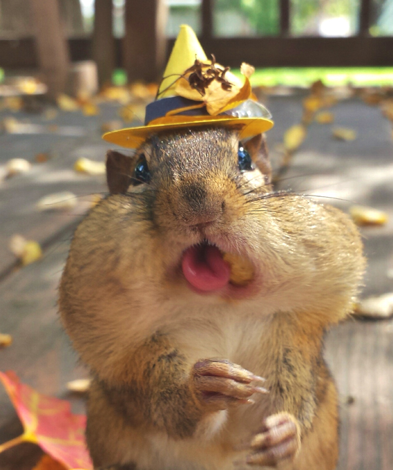 Полезные уроки от братьев наших меньших