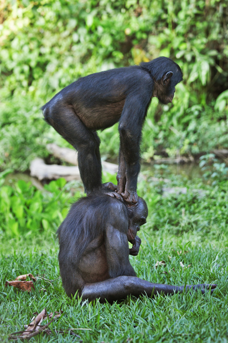 Обезьяний приют в Конго