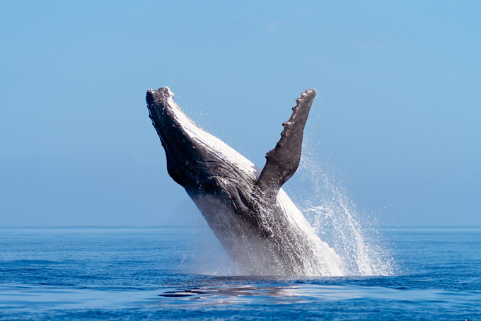 Кит, который любил летать