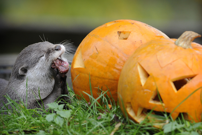 Полезные уроки от братьев наших меньших