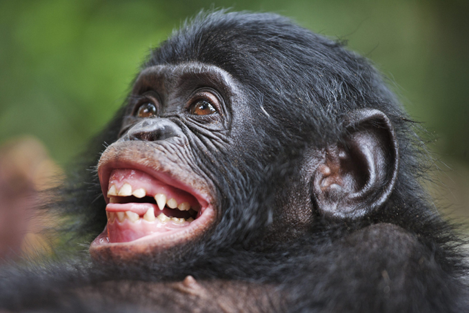 Обезьяний приют в Конго