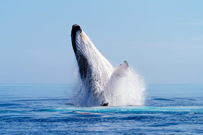 Кит, который любил летать