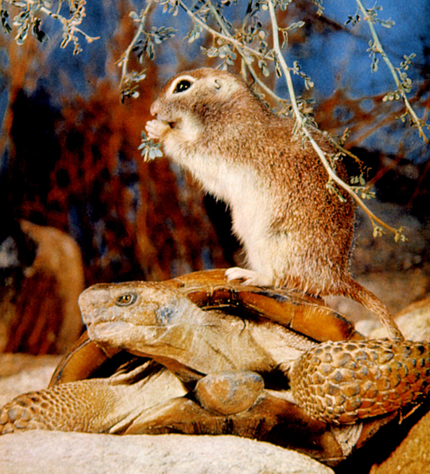 Полезные уроки от братьев наших меньших