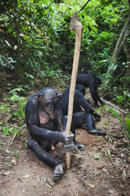 Обезьяний приют в Конго