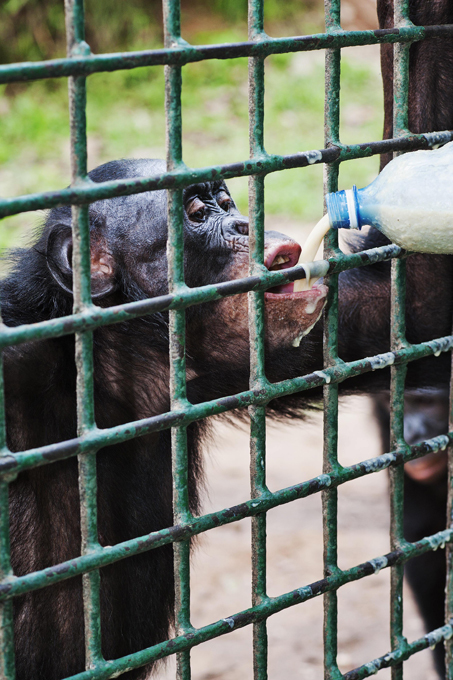 Обезьяний приют в Конго