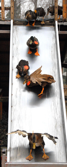 Полезные уроки от братьев наших меньших