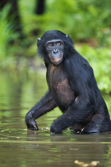 Обезьяний приют в Конго