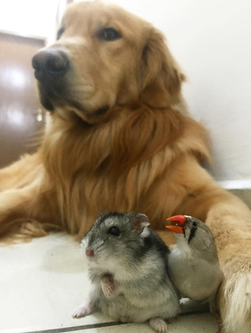 Самая дружелюбная собака