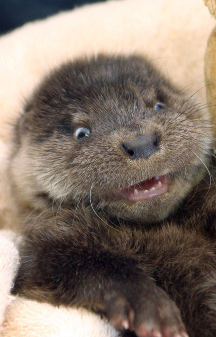 Животный магнетизм